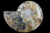 Agatized Ammonite Fossil (Half) - Crystal Lined Chambers #78613-1